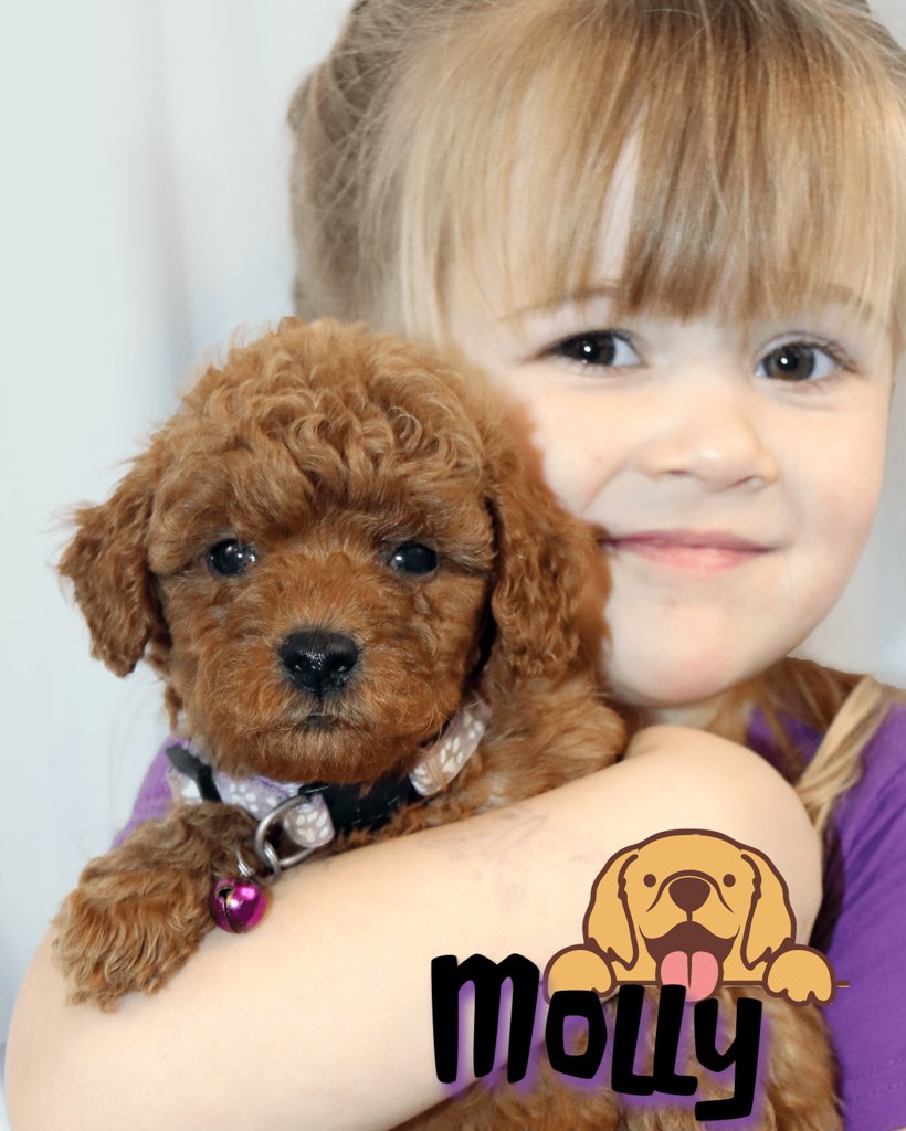 Mini Goldendoodle Puppy Cute Mini Goldendoodle Puppy